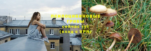 PSILOCYBIN Богородицк